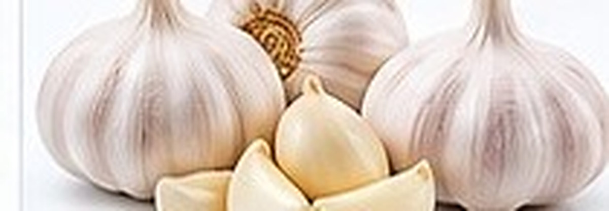 Garlic photo
